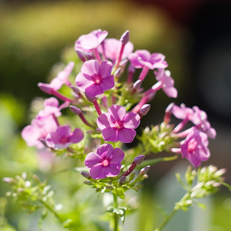 Shadows On Phlox