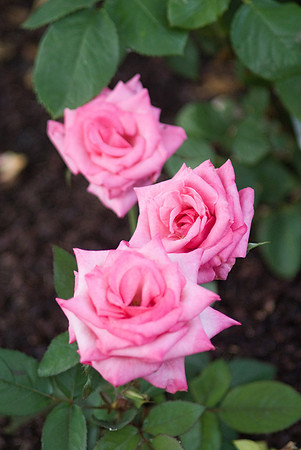 Pink Roses