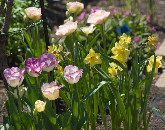 Purple & Yellow Tulips
