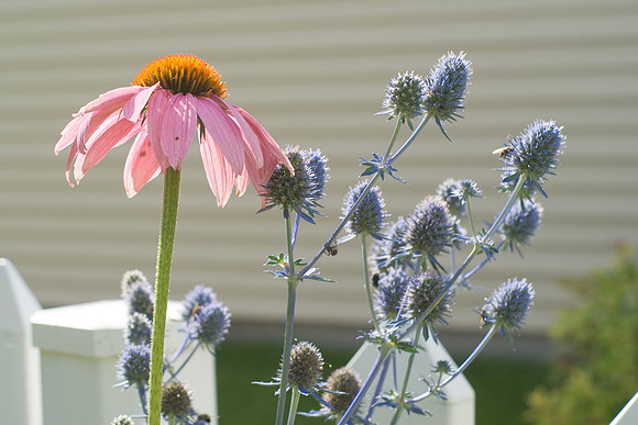 Sea Holly