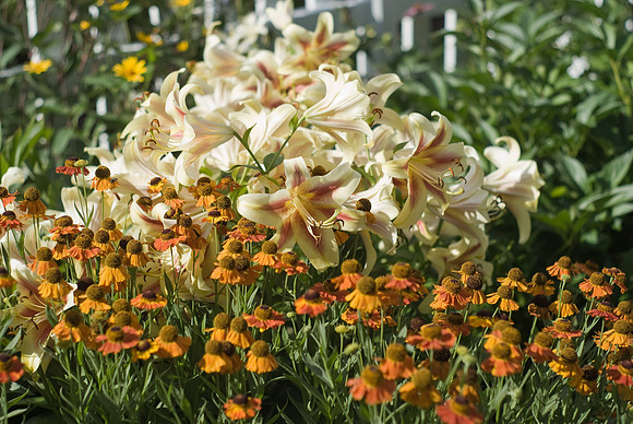 Mountain Of Flowers