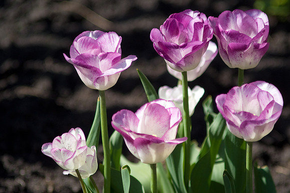 Purple Tulips