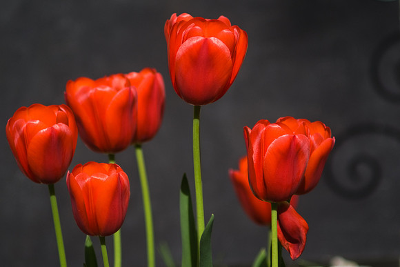 Red Tulips
