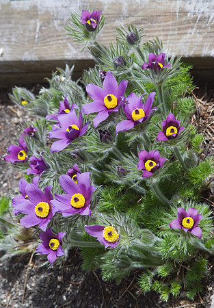 Pasque Flowers