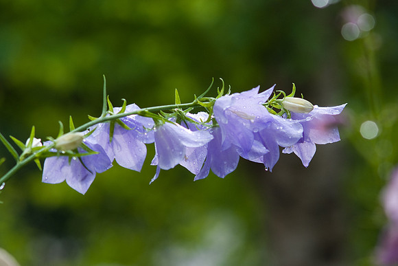 Damp Bellflowers