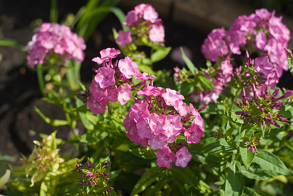 Pink Phlox