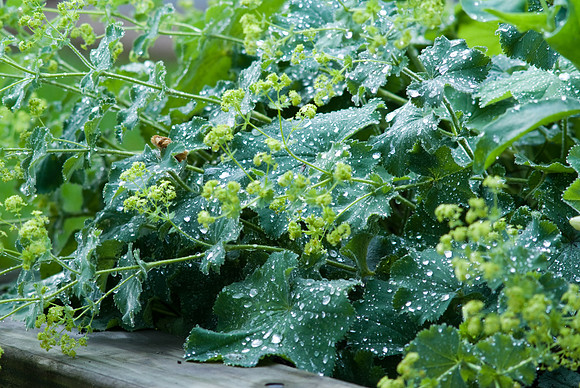 Rain Drops On Leaves