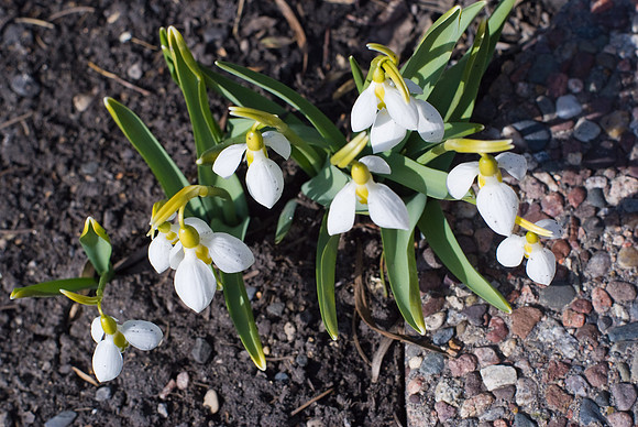 Snow Drops