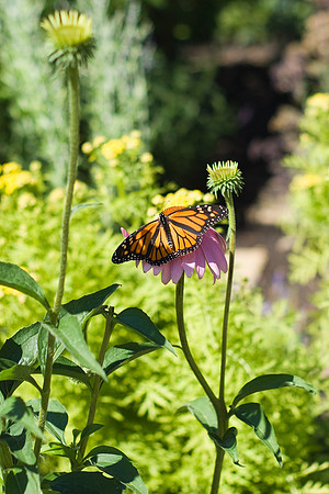 Monarch On Coneflower