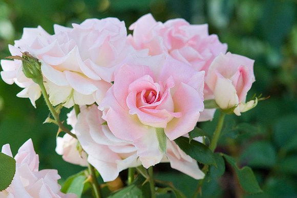 'Falling in Love' Hybrid Tea Rose