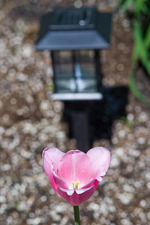 Pink Tulips