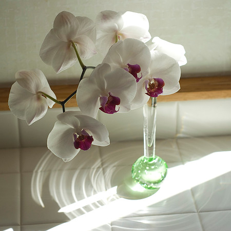 Kitchen Orchid In Noon Vase