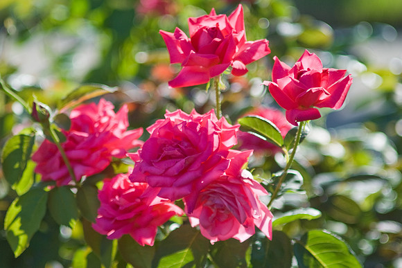 Half Dozen Red Roses