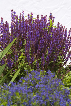 'May Night' Salvia
