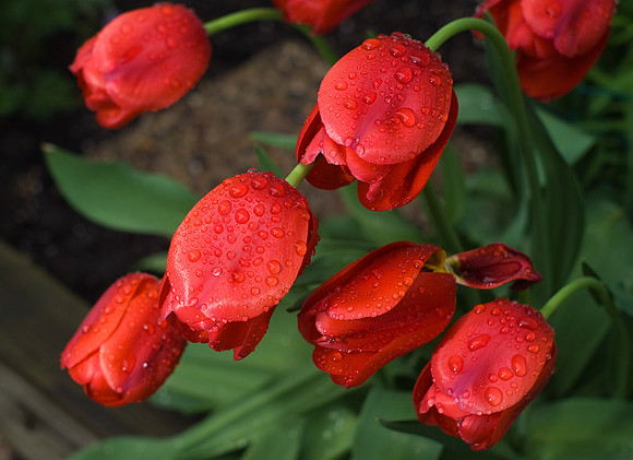 Red Tulips