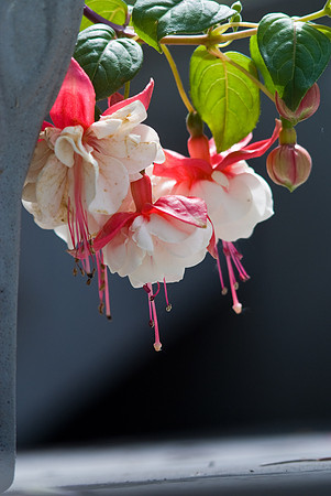 'Swingtime' Fuchsia