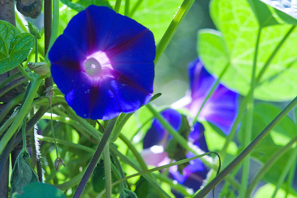 Grandpa Ott's Morning Glory