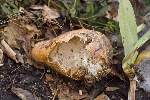 Open Gourd