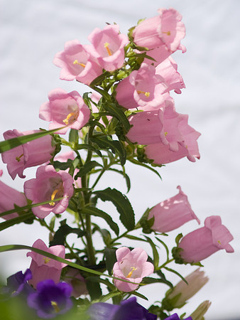 'Champion Pink' Bellflower