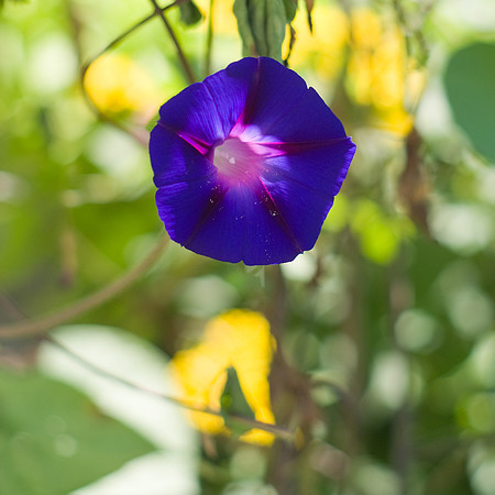 Grandpa Ott's Morning Glory