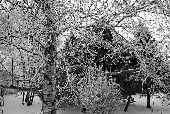 Hoar Frost Twigs