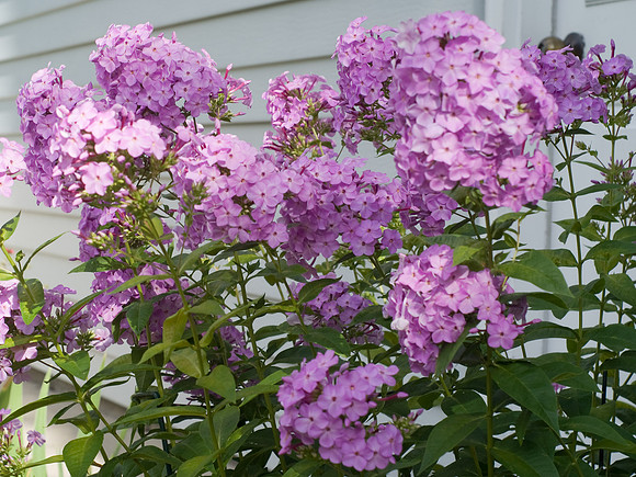 Side Door Flowers