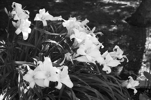 Tetraploid Lily In Black & White
