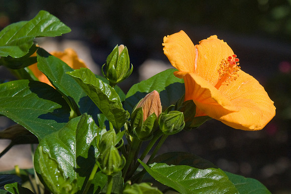 Sunny Wind Hibiscus 2