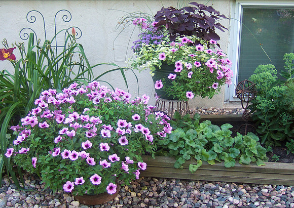 Purple Impatiens