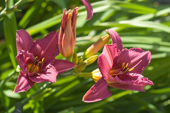Summer Wine Day Lily