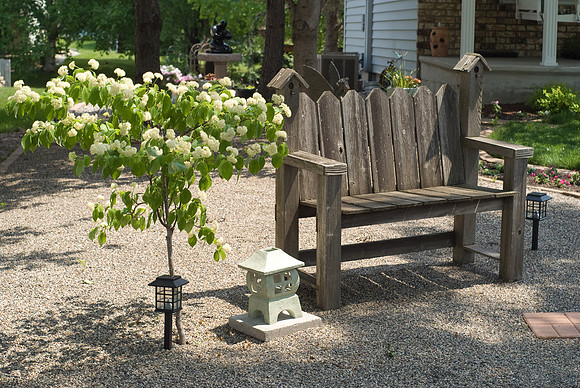 Tree And Bench