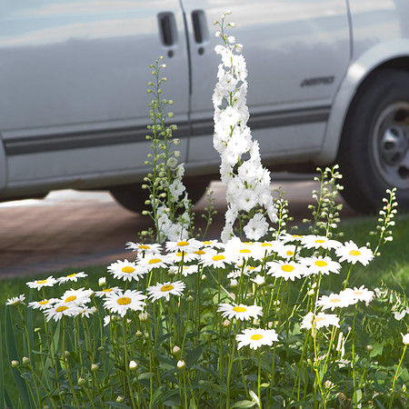 Becky Daisy, Leucanthemum