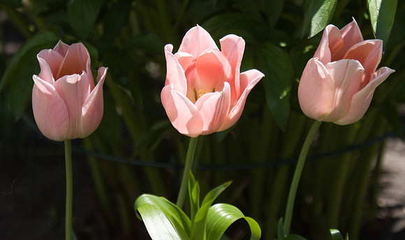 Pink Tulips