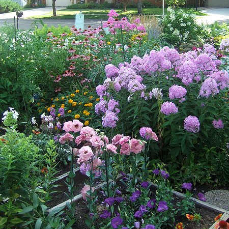 Pink And Purple