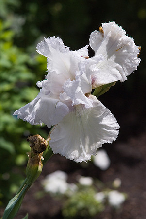 White Irises