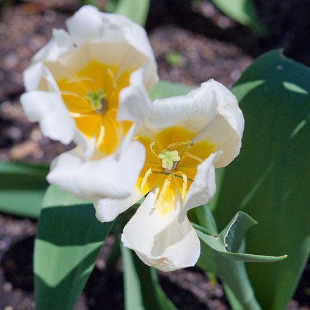 White-Yellow Flowers