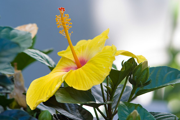 "Sunny Wind" Hibiscus