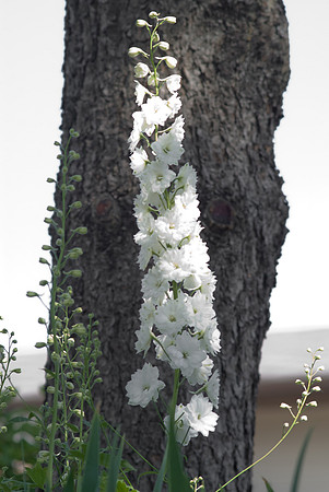 'Double Innocence' Delphinum