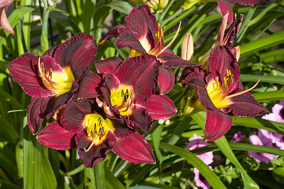 Dark Lilies Bright Sun
