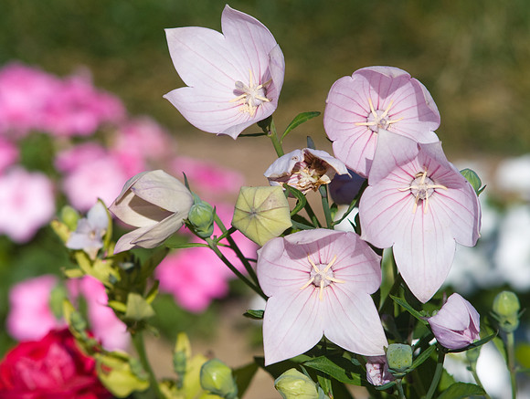 Balloon Flowers