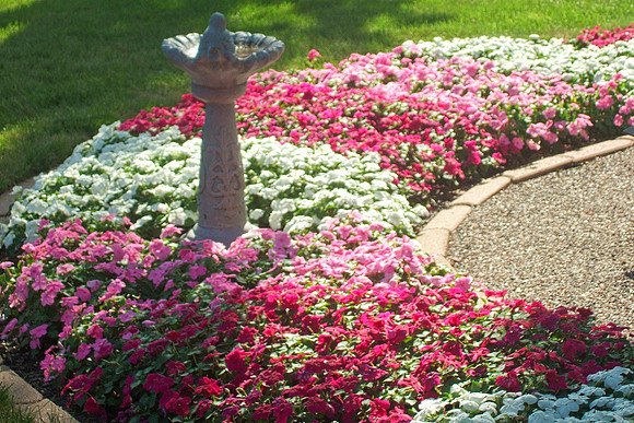Red Pink White impatiens