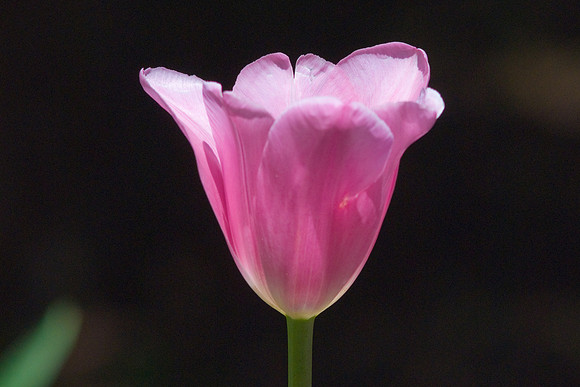 Pink Tulips