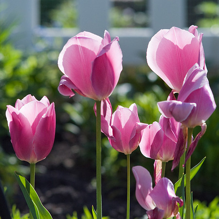 Pink Tulips