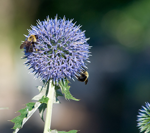 Bumblebees Love Globe Thistle