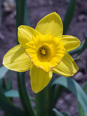Yellow Daffodil