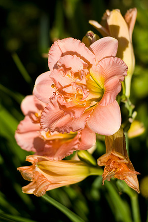 Peach Flowers
