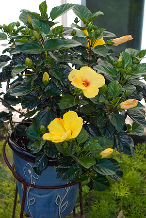 Yellow Hibiscus