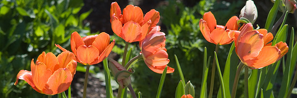 Orange Tulips
