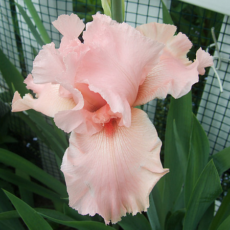 'Beverly Sills' Iris