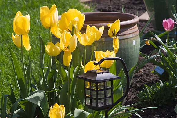 Yellow Tulips